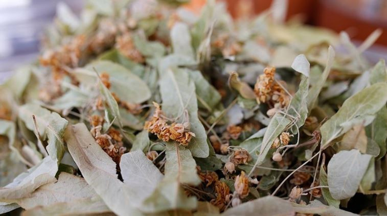 soguk alginligina kesin cozum ihlamurun faydalari 0 HPfQitDl