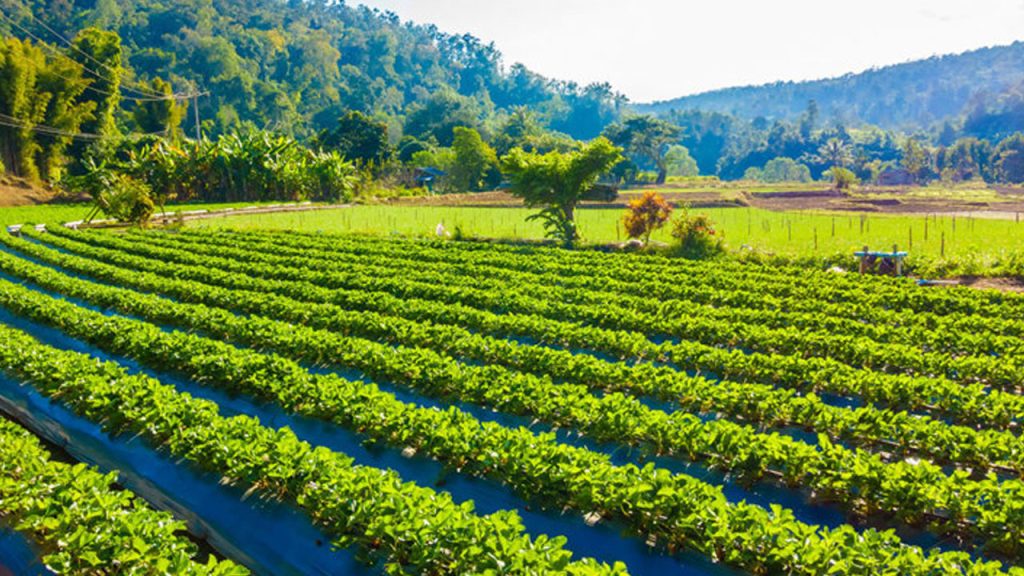 tarim devi iflas bayragini cekti pPwqwwHp