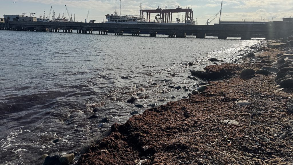 tekirdagda kiyilarinda kirmizi yosun goruldu GJZ2tNgr