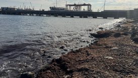 tekirdagda kiyilarinda kirmizi yosun goruldu GJZ2tNgr