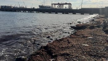 tekirdagda kiyilarinda kirmizi yosun goruldu GJZ2tNgr