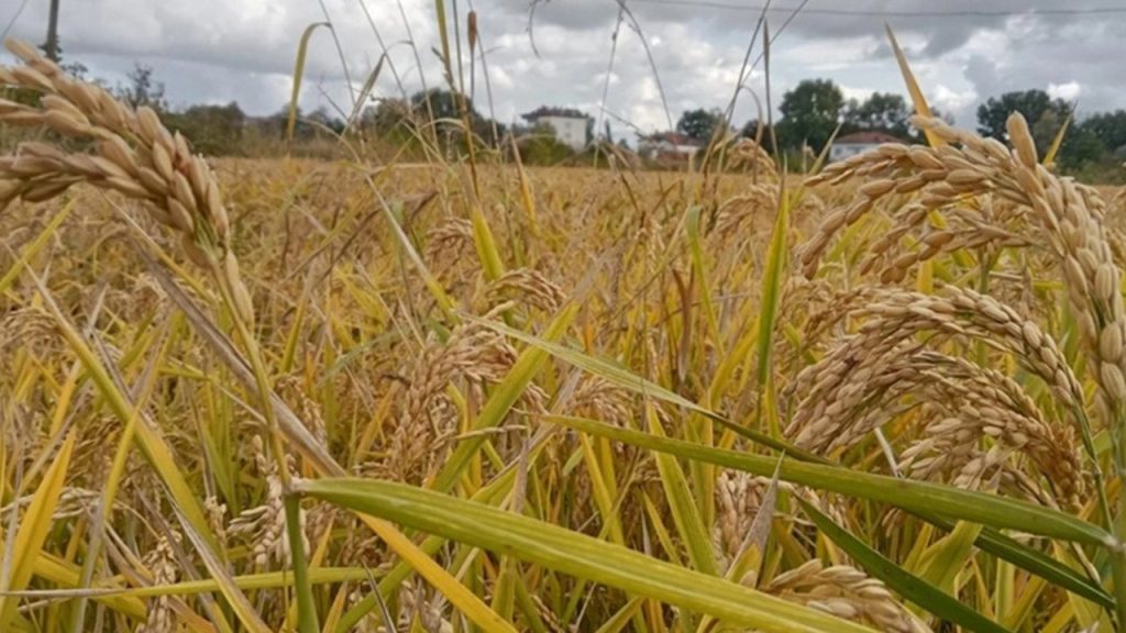 tmo celtik alim fiyatlari duyuruldu 26 ocakta baslayacak FBINTTvc