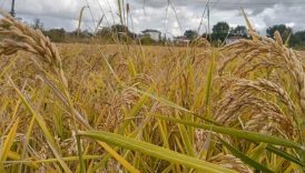 tmo celtik alim fiyatlari duyuruldu 26 ocakta baslayacak FBINTTvc