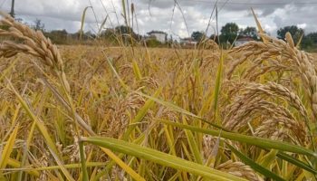 tmo celtik alim fiyatlari duyuruldu 26 ocakta baslayacak FBINTTvc