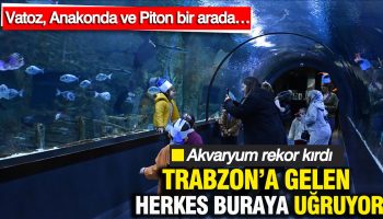 trabzona gelen herkes buraya ugruyor akvaryum rekor kirdi vatoz anakonda ve piton bir arada csZ5fJMH
