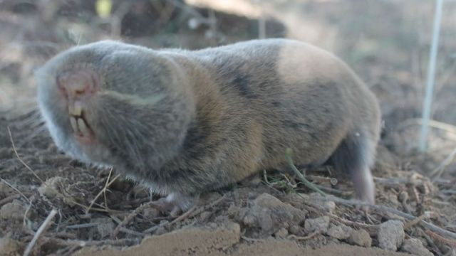 turkiyede heyecanlandiran kesif kor kostebegin 3 yeni turu bulundu genetik sirlar cozuluyor 0 yEULA3q4