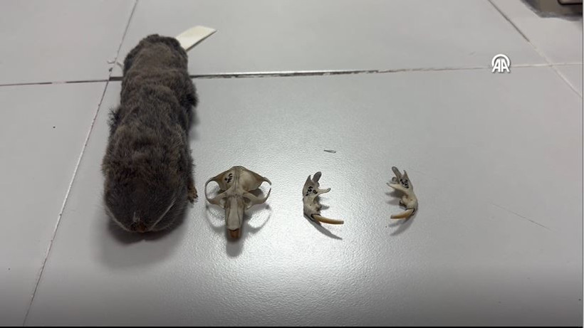 turkiyede heyecanlandiran kesif kor kostebegin 3 yeni turu bulundu genetik sirlar cozuluyor 10 4NXrMmXf