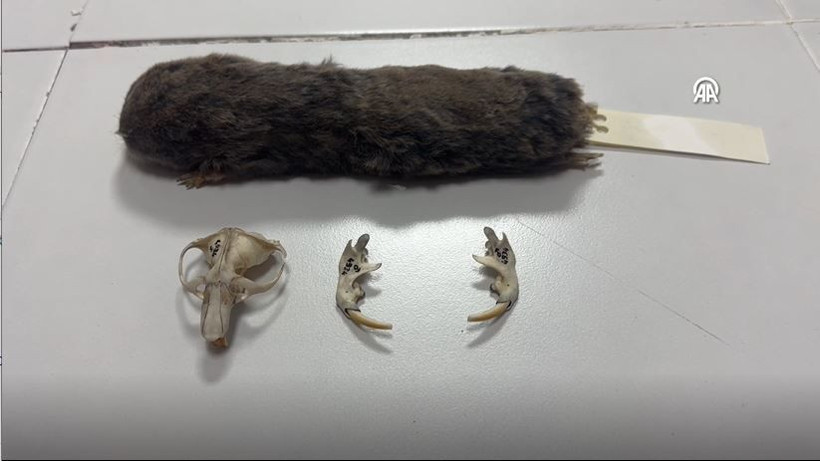 turkiyede heyecanlandiran kesif kor kostebegin 3 yeni turu bulundu genetik sirlar cozuluyor 12 psD8IYeU