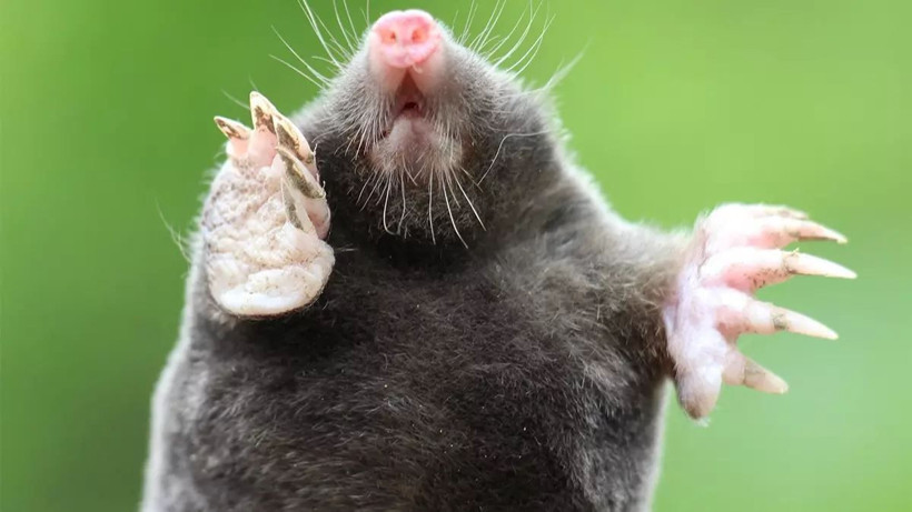 turkiyede heyecanlandiran kesif kor kostebegin 3 yeni turu bulundu genetik sirlar cozuluyor 14 1ZRyA1Xk