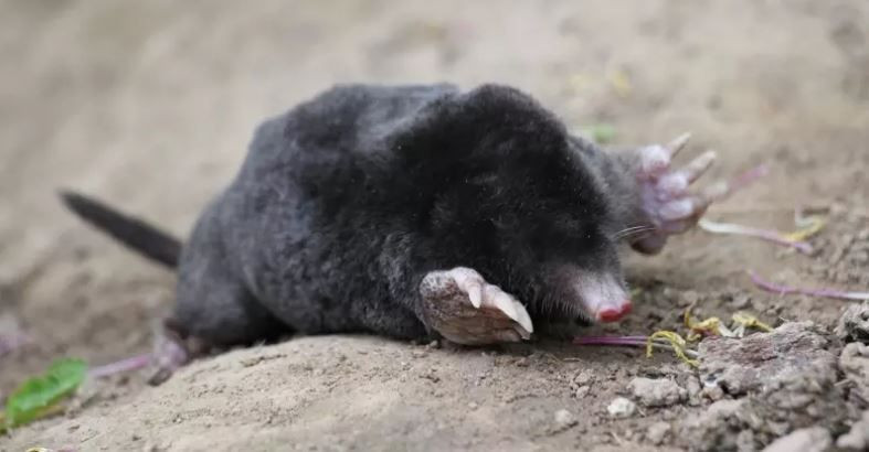 turkiyede heyecanlandiran kesif kor kostebegin 3 yeni turu bulundu genetik sirlar cozuluyor 15 ycERMYNz