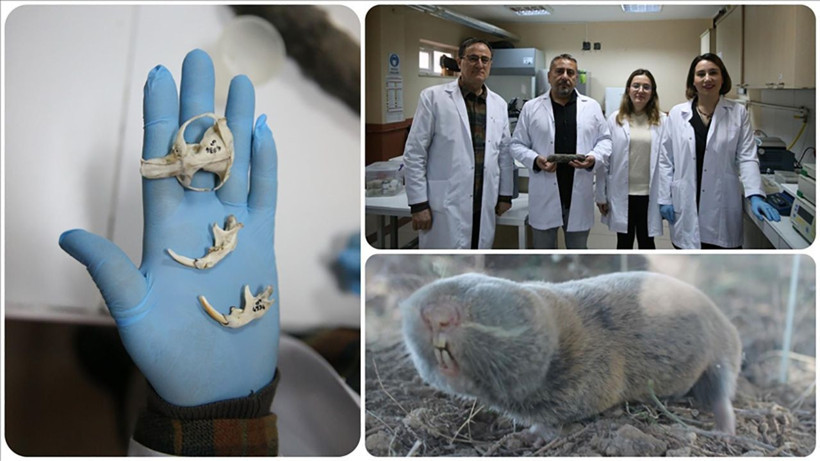 turkiyede heyecanlandiran kesif kor kostebegin 3 yeni turu bulundu genetik sirlar cozuluyor 6 da7Hlt5k