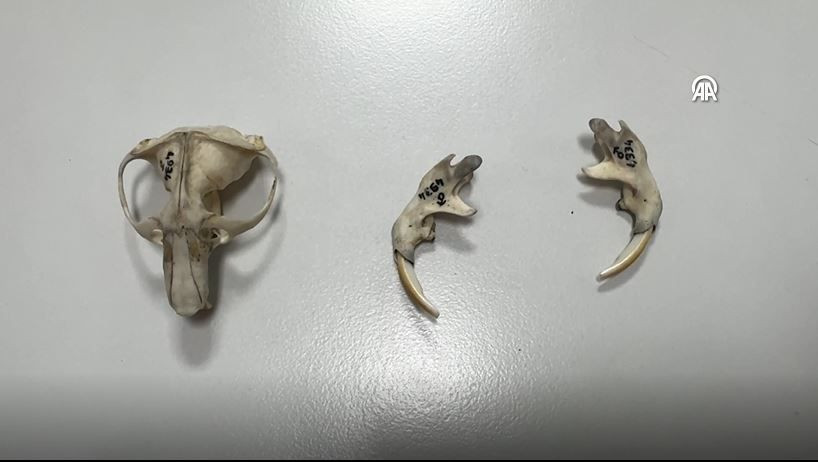 turkiyede heyecanlandiran kesif kor kostebegin 3 yeni turu bulundu genetik sirlar cozuluyor 7 ZIPPTktr