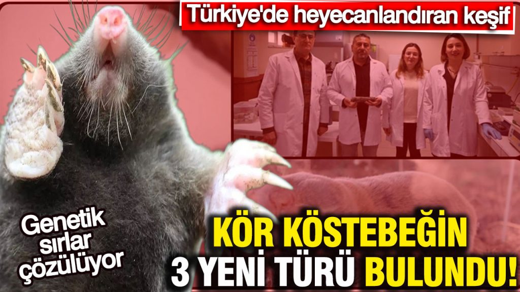turkiyede heyecanlandiran kesif kor kostebegin 3 yeni turu bulundu genetik sirlar cozuluyor ItPEAT9M