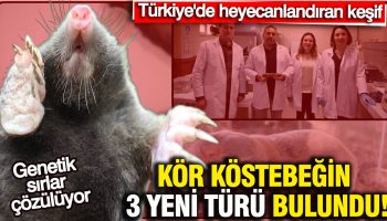 turkiyede heyecanlandiran kesif kor kostebegin 3 yeni turu bulundu genetik sirlar cozuluyor ItPEAT9M