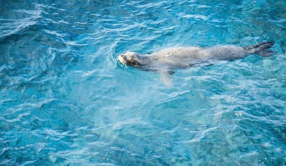 turkiyenin en degerli hayvanlari aciklandi dokunan servet odeyecek 1