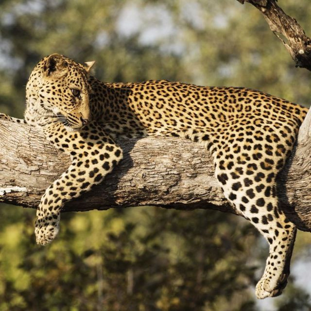 turkiyenin en degerli hayvanlari aciklandi dokunan servet odeyecek 11 YLVdLlVz