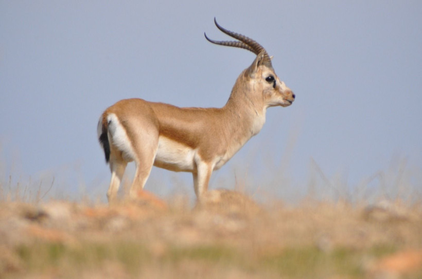 turkiyenin en degerli hayvanlari aciklandi dokunan servet odeyecek 3 QGVh8QfO