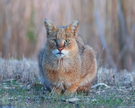 turkiyenin en degerli hayvanlari aciklandi dokunan servet odeyecek 4 nGwtDjg9