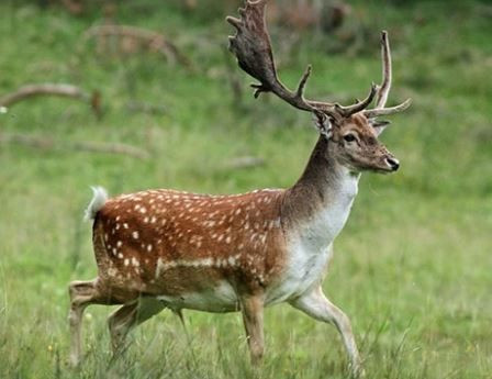 turkiyenin en degerli hayvanlari aciklandi dokunan servet odeyecek 5 Nrm9Gw2u