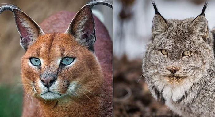 turkiyenin en degerli hayvanlari aciklandi dokunan servet odeyecek 6 1mTqiWI9