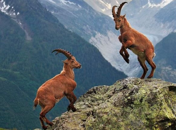 turkiyenin en degerli hayvanlari aciklandi dokunan servet odeyecek 7 dMSS9eb6