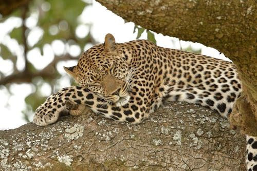 turkiyenin en degerli hayvanlari aciklandi dokunan servet odeyecek 8 LzKbFQpL