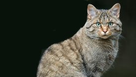 turkiyenin en degerli hayvanlari aciklandi dokunan servet odeyecek CplQpRsl