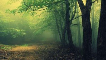 urkuten ormanlarin sirri cozulemiyor bu da bermuda seytan ucgeni ormanlari MaWpSaxf