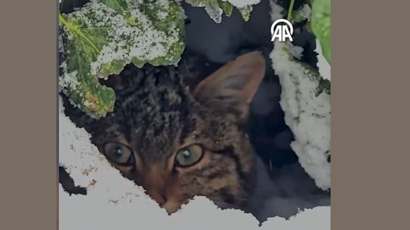 yaban hayatinin sessiz guzelligi karlar icinde yaban kedisi goruntulendi 1