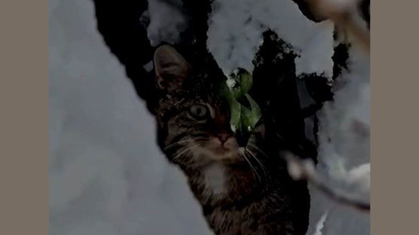 yaban hayatinin sessiz guzelligi karlar icinde yaban kedisi goruntulendi 3 zcCMTuvP