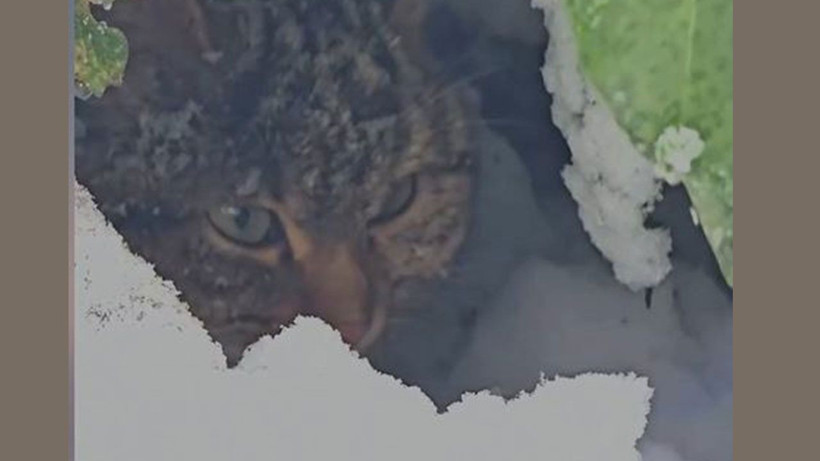 yaban hayatinin sessiz guzelligi karlar icinde yaban kedisi goruntulendi 4 W9w8vkMJ