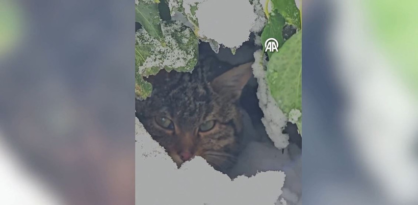 yaban hayatinin sessiz guzelligi karlar icinde yaban kedisi goruntulendi 5