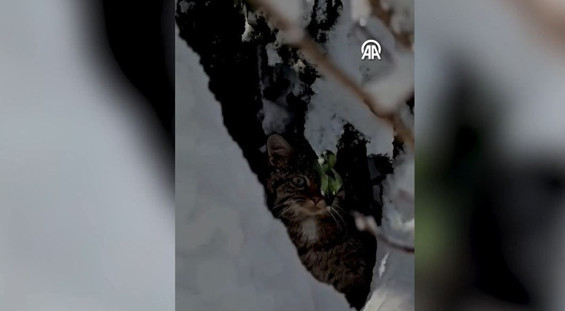 yaban hayatinin sessiz guzelligi karlar icinde yaban kedisi goruntulendi 6 h23YmynQ