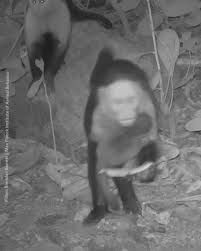 bilim dunyasini saskina ceviren maymun olayi 0 hYqyREvg