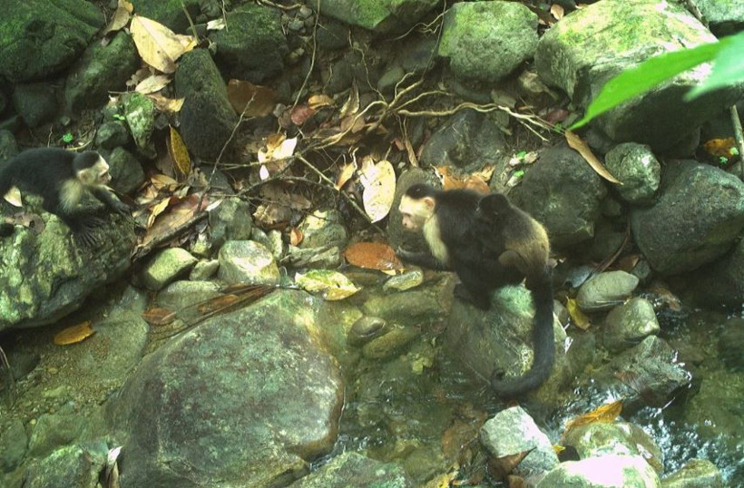 bilim dunyasini saskina ceviren maymun olayi 10 2ibFduCb