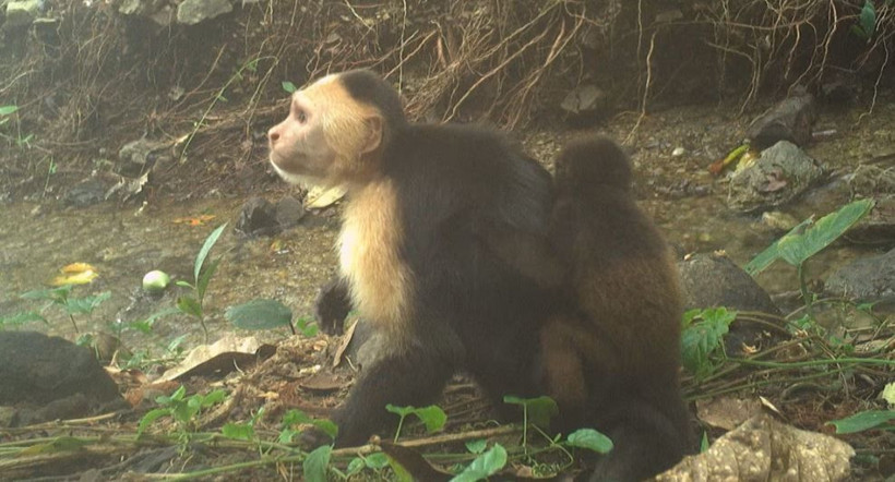 bilim dunyasini saskina ceviren maymun olayi 11 dung1yaf