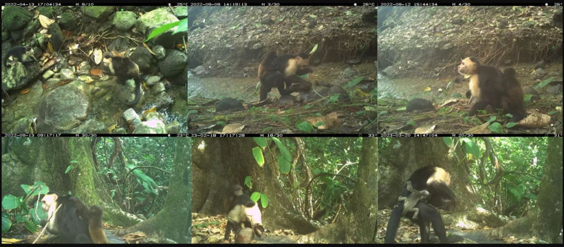 bilim dunyasini saskina ceviren maymun olayi 2 3aCnyX5H