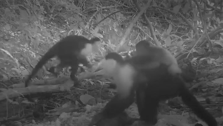 bilim dunyasini saskina ceviren maymun olayi 3 ugiONJkO