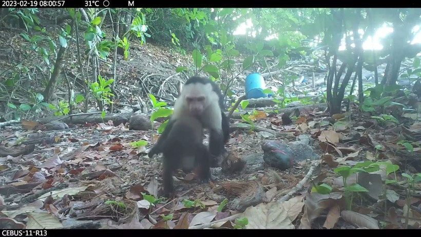 bilim dunyasini saskina ceviren maymun olayi 4 bkPVtIfi