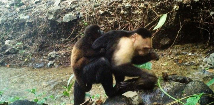 bilim dunyasini saskina ceviren maymun olayi 5 PrKtSljd