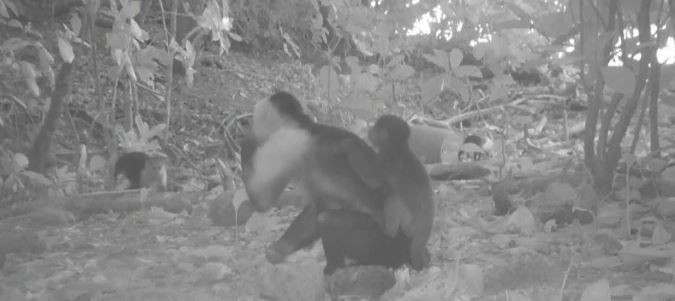 bilim dunyasini saskina ceviren maymun olayi 6