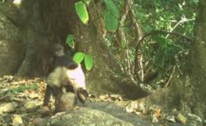 bilim dunyasini saskina ceviren maymun olayi 7