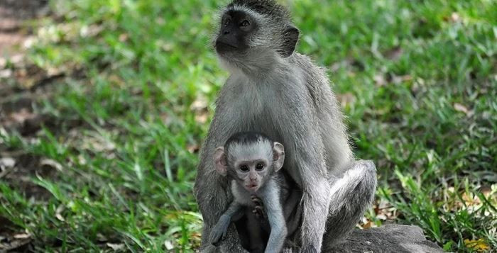 bilim dunyasini saskina ceviren maymun olayi 8 9ZMPIFl8