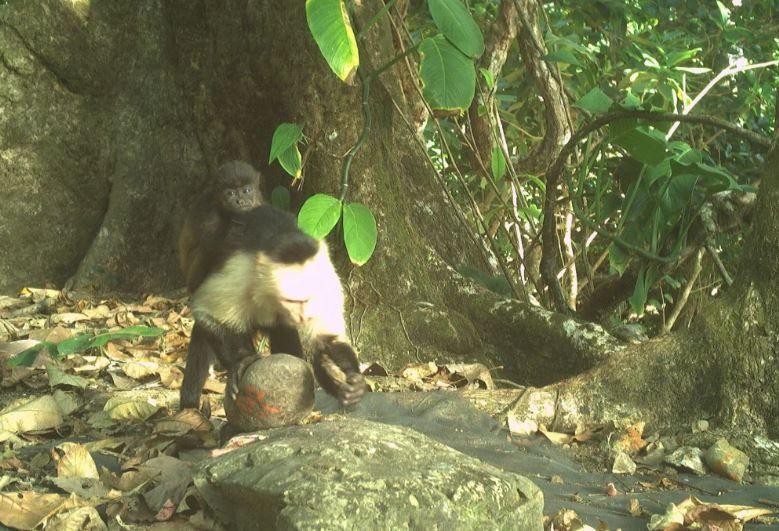 bilim dunyasini saskina ceviren maymun olayi 9 PLmjFgLS