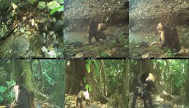 bilim dunyasini saskina ceviren maymun olayi Zs6gMfbP