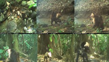 bilim dunyasini saskina ceviren maymun olayi Zs6gMfbP