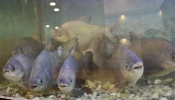 diyarbakirda sasirtan lokanta piranalar gunde 2 3 porsiyon kelle paca ile besleniyor zwRm2BIS