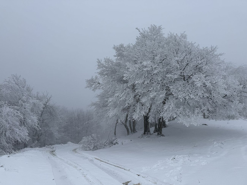 ganos dagi beyaza burundu ormanlar masal diyarina donustu 12 qQTHAIHt