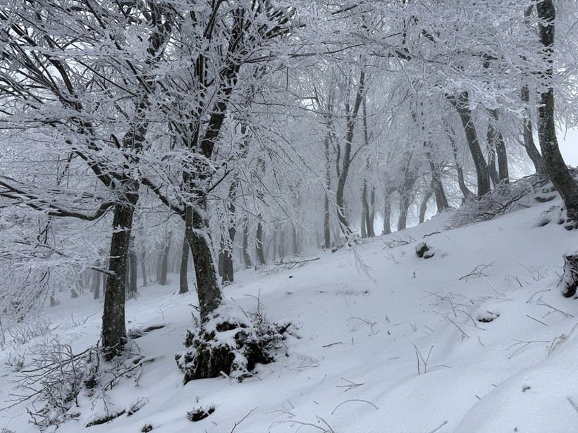 ganos dagi beyaza burundu ormanlar masal diyarina donustu 7
