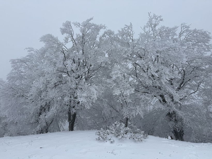 ganos dagi beyaza burundu ormanlar masal diyarina donustu 8
